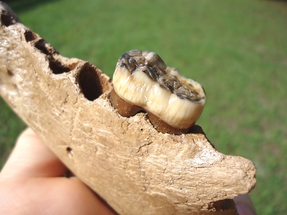 Large image 2 Superb Spectacled Bear Jaw with Molar Intact