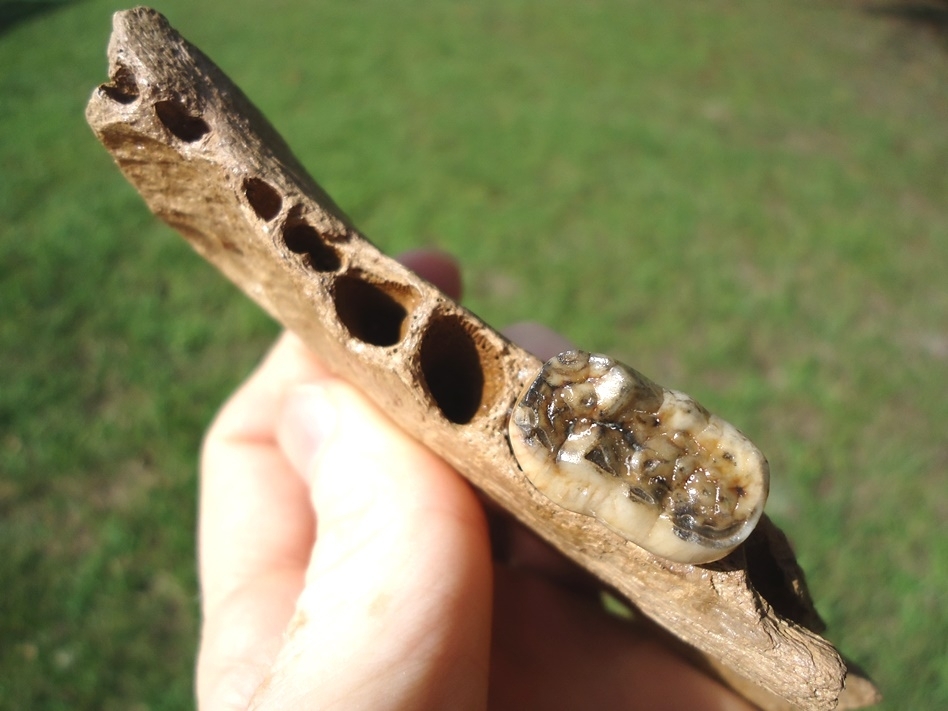 Large image 3 Superb Spectacled Bear Jaw with Molar Intact