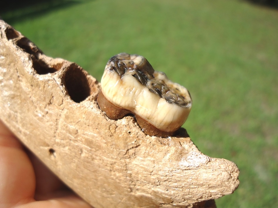 Large image 4 Superb Spectacled Bear Jaw with Molar Intact