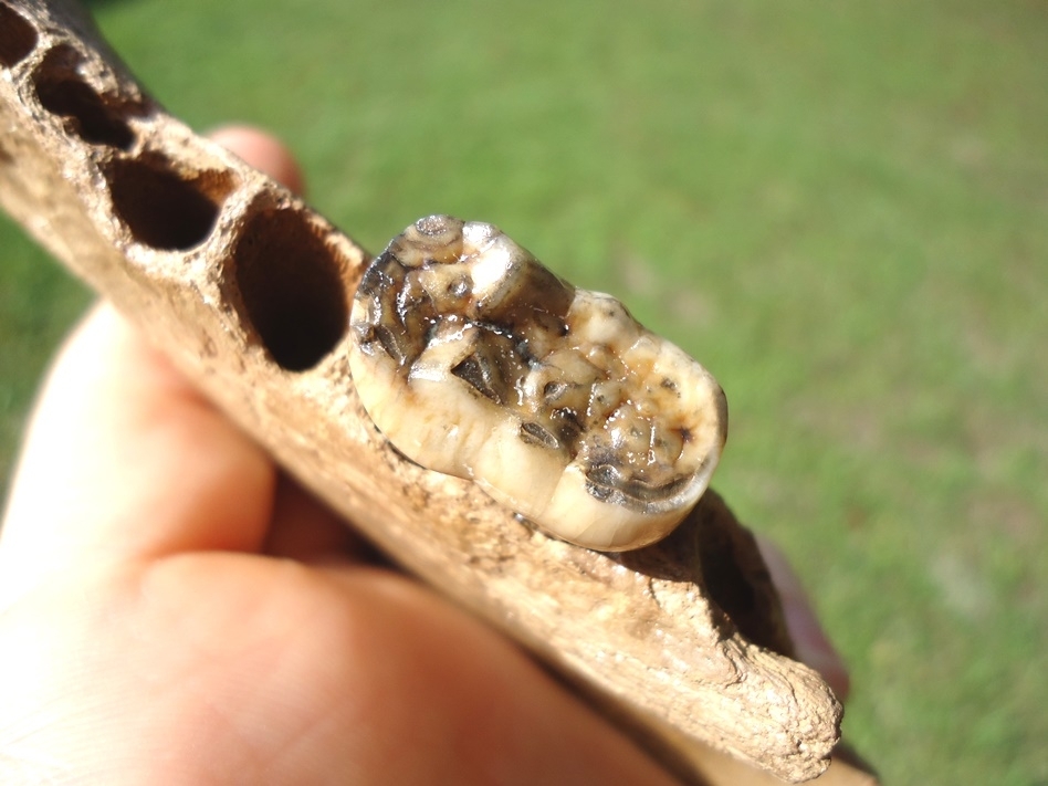 Large image 5 Superb Spectacled Bear Jaw with Molar Intact