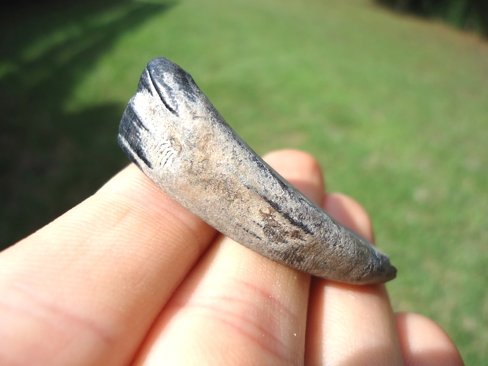 Large image 1 Choice Horse Incisor from Leisey Shell Pit
