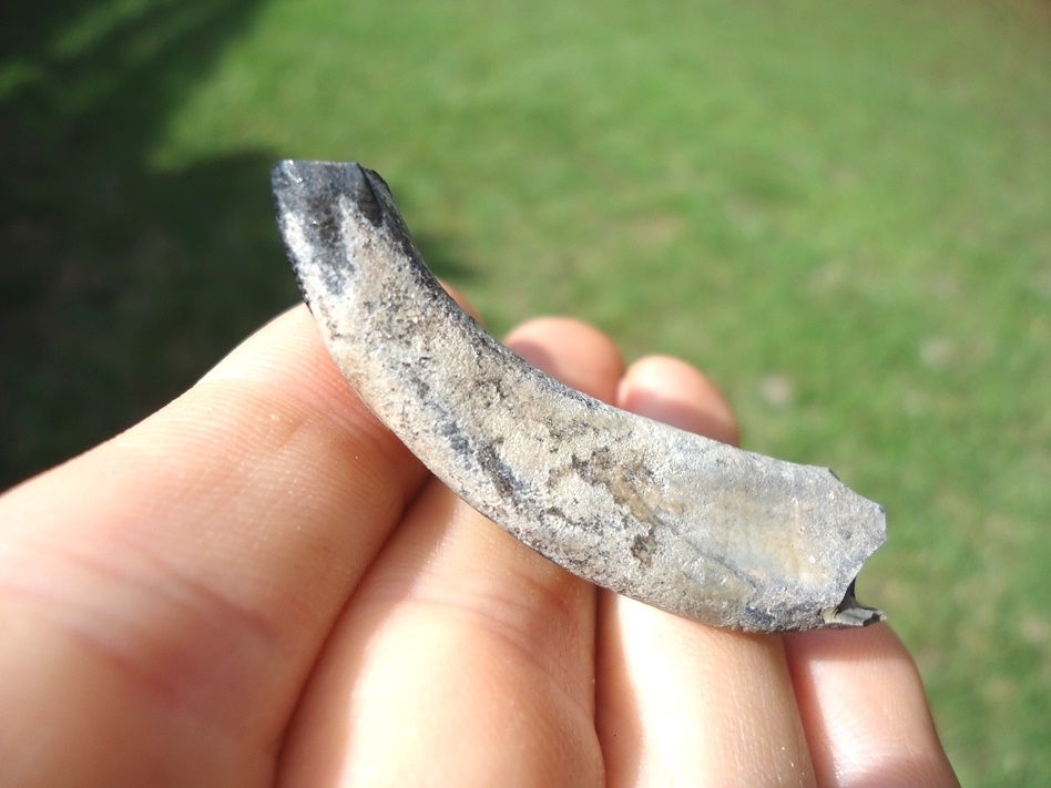 Large image 2 Choice Horse Incisor from Leisey Shell Pit