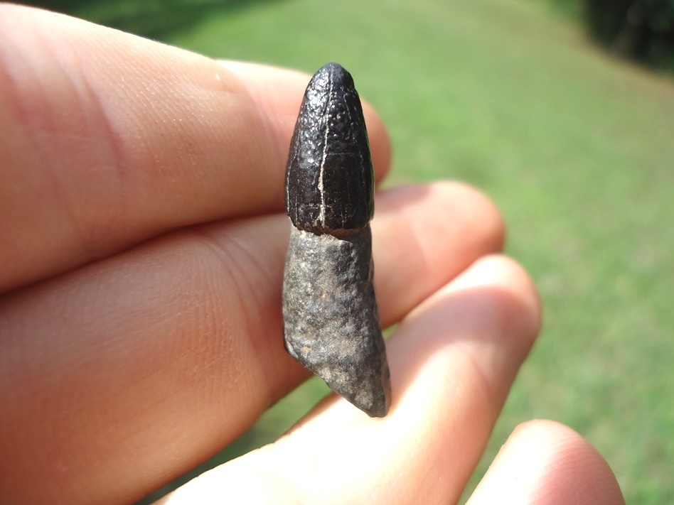Large image 1 Uncommon Delphinodon Small Toothed Whale Tooth