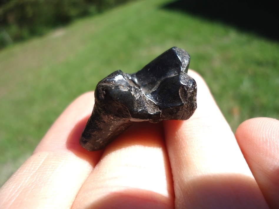 Large image 1 Glossy Black Dire Wolf Upper Molar