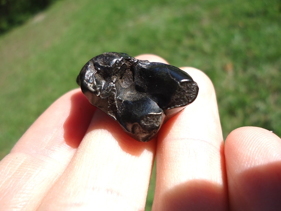 Large image 3 Glossy Black Dire Wolf Upper Molar