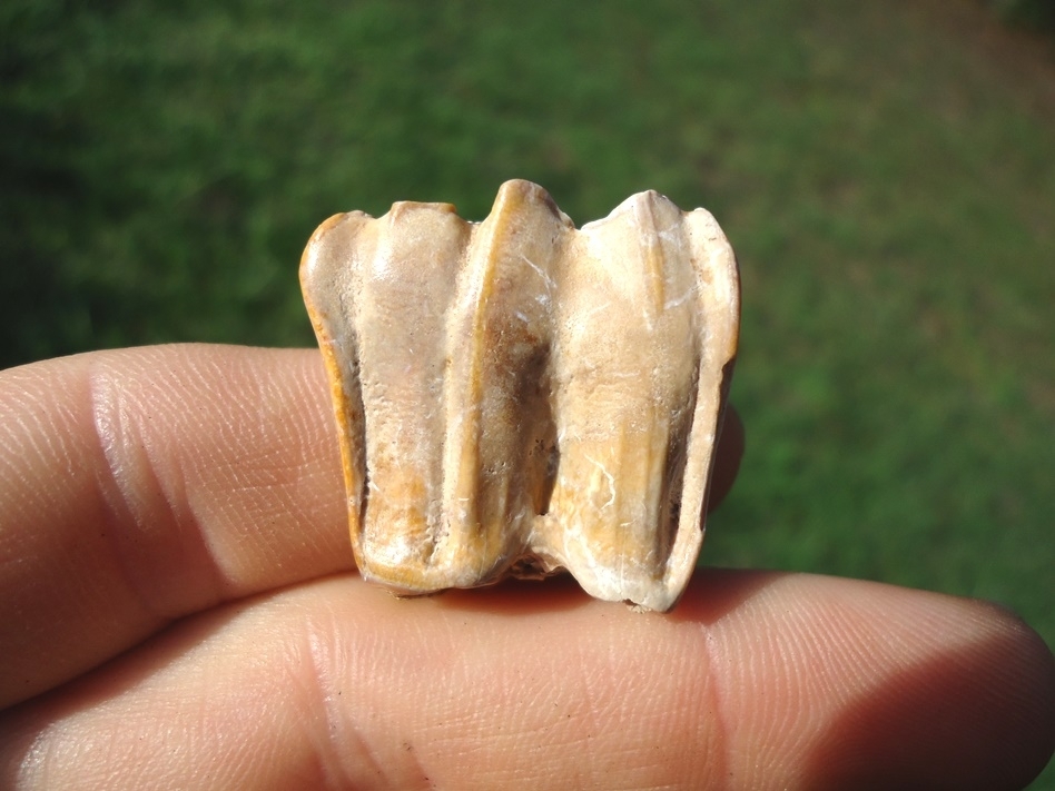 Large image 1 Choice Three-Toed Horse Lower Molar