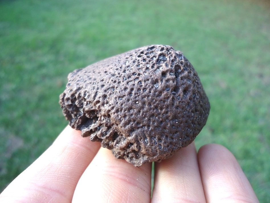 Large image 1 Top Quality Glyptodon Spike Scute