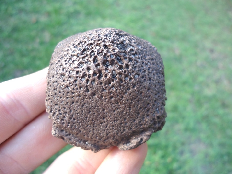 Large image 3 Top Quality Glyptodon Spike Scute