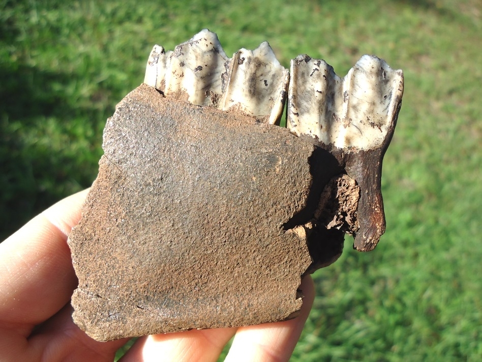 Large image 1 Quality Llama Mandible with Two Perfect Teeth