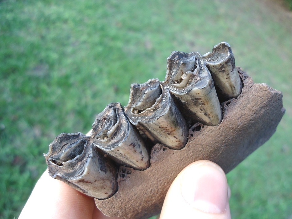 Large image 3 Quality Llama Mandible with Two Perfect Teeth