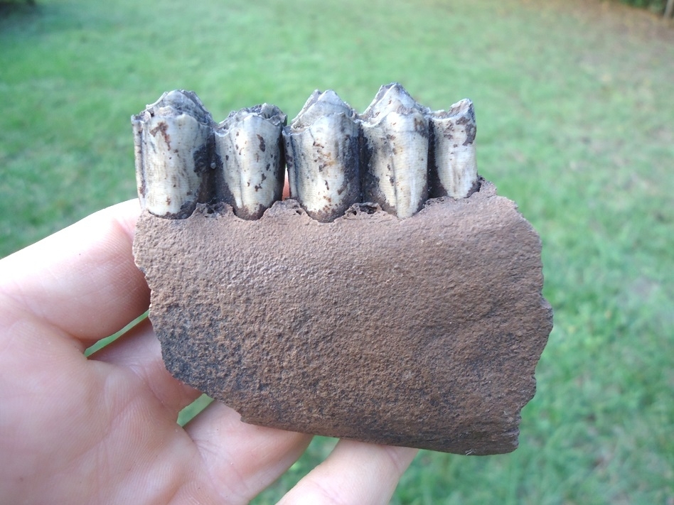 Large image 4 Quality Llama Mandible with Two Perfect Teeth