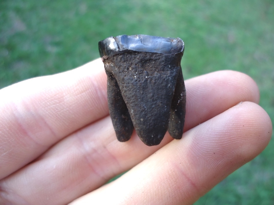 Large image 1 Excellent Fully Rooted Spectacled Bear Upper Molar