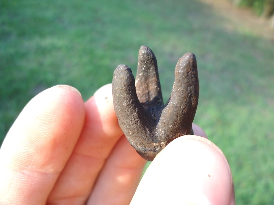 Large image 4 Excellent Fully Rooted Spectacled Bear Upper Molar