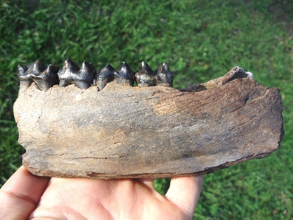 Large image 1 Large Tapir Mandible with Four Teeth Intact