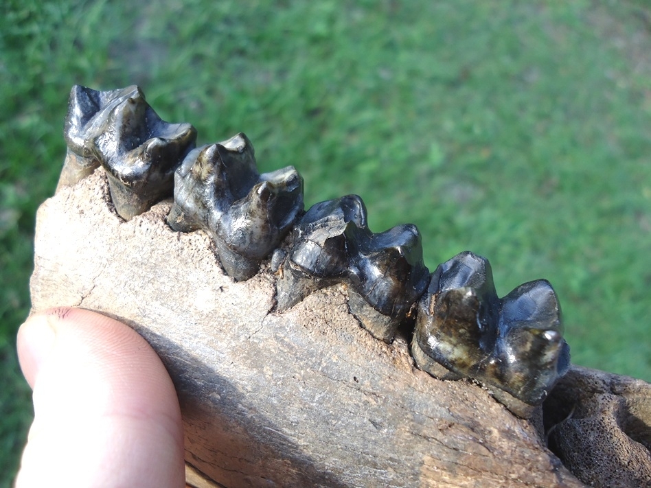 Large image 2 Large Tapir Mandible with Four Teeth Intact