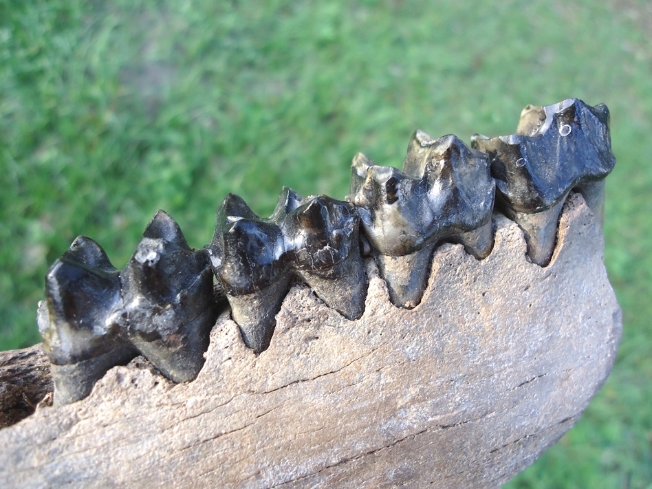 Large image 3 Large Tapir Mandible with Four Teeth Intact