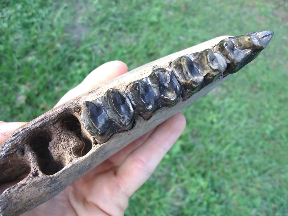 Large image 4 Large Tapir Mandible with Four Teeth Intact