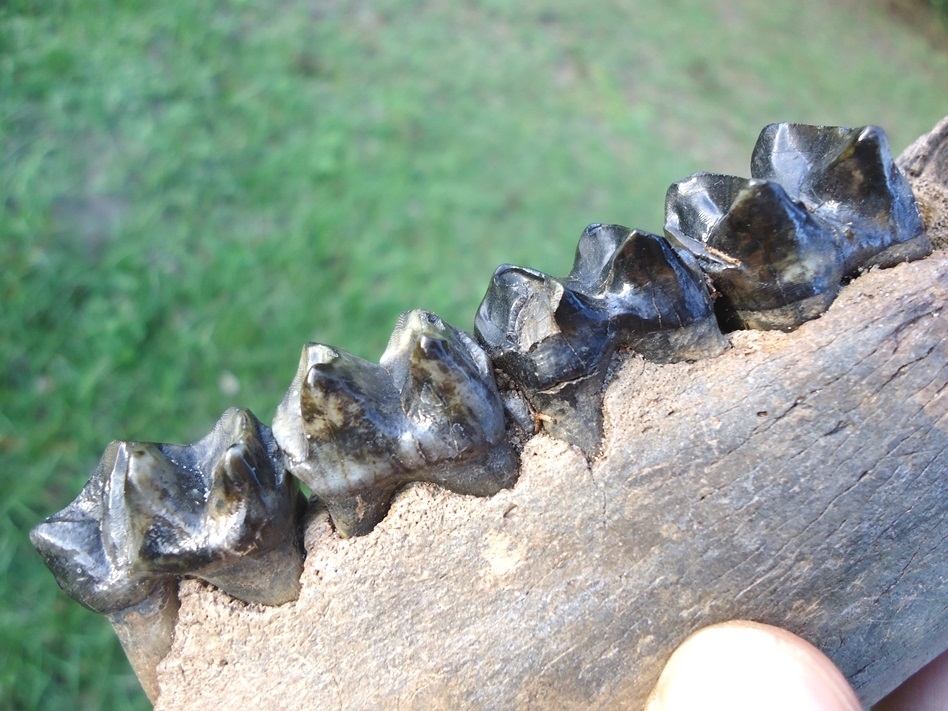 Large image 6 Large Tapir Mandible with Four Teeth Intact