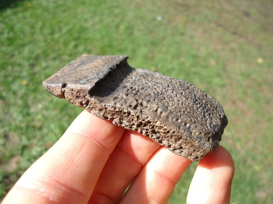 Excellent Giant Armadillo Flex Scute | Recently Sold | FOSSILS ...