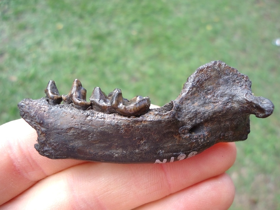 Large image 1 Excellent River Otter Mandible from Our Private Collection