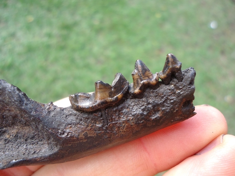 Large image 2 Excellent River Otter Mandible from Our Private Collection