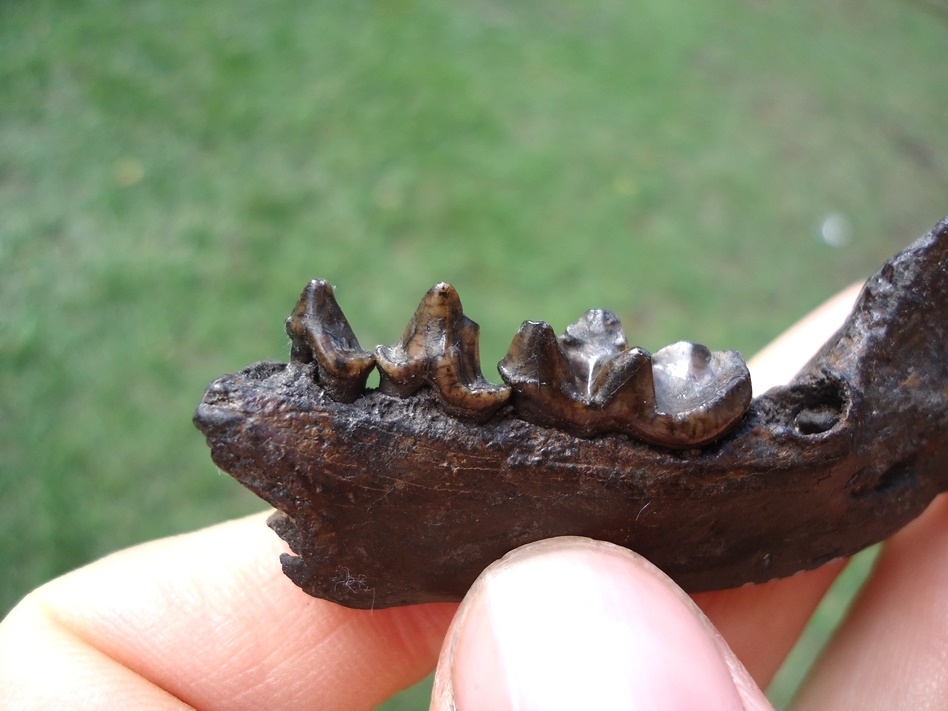 Large image 3 Excellent River Otter Mandible from Our Private Collection