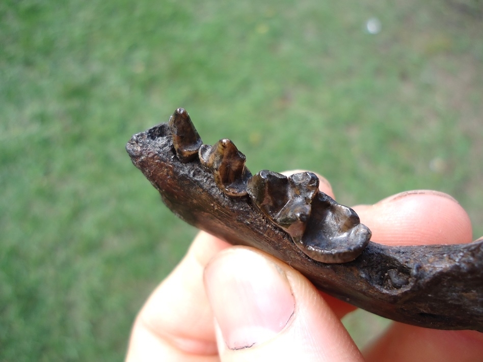 Large image 4 Excellent River Otter Mandible from Our Private Collection