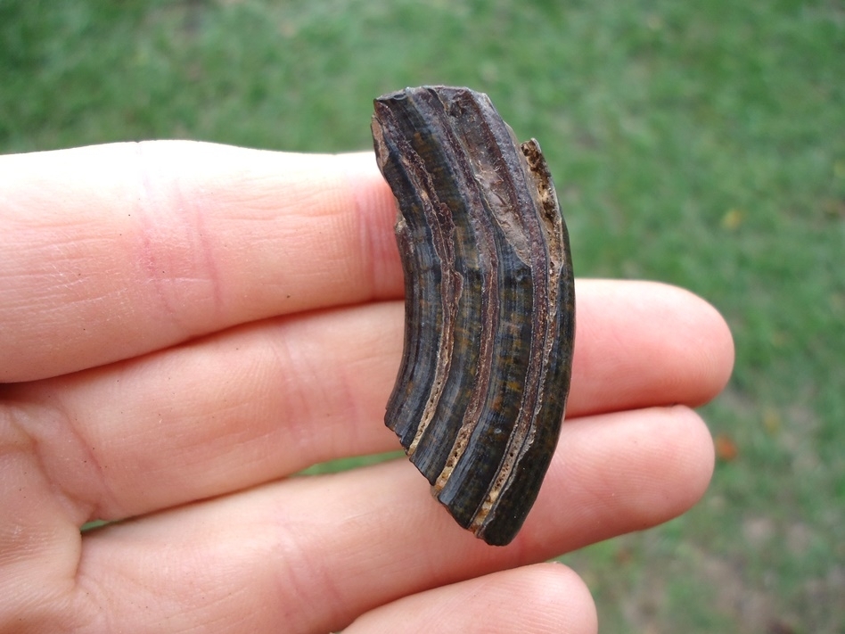 Large image 1 Excellent Giant Beaver Molar