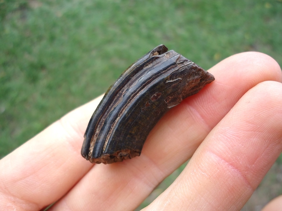 Large image 3 Excellent Giant Beaver Molar