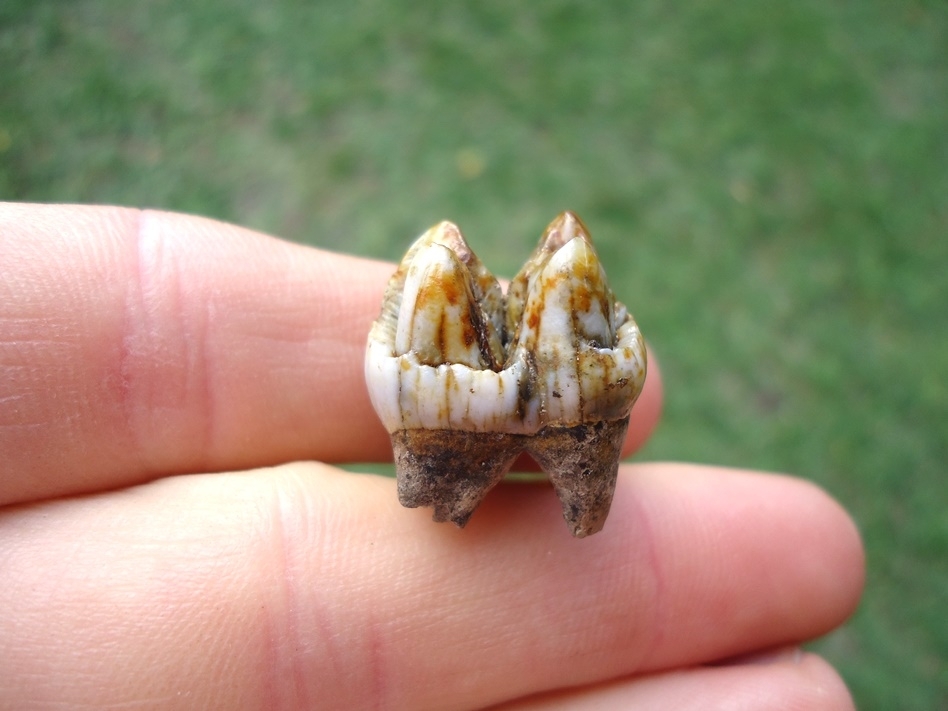 Large image 1 Colorful Peccary Upper Molar