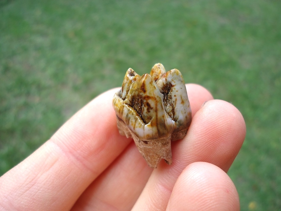 Large image 3 Colorful Peccary Upper Molar