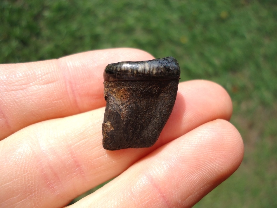 Large image 1 Exceptional Spectacled Bear Lower Molar