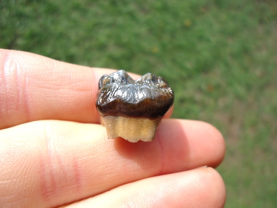 Large image 1 Simply Gorgeous Spectacled Bear Upper Molar
