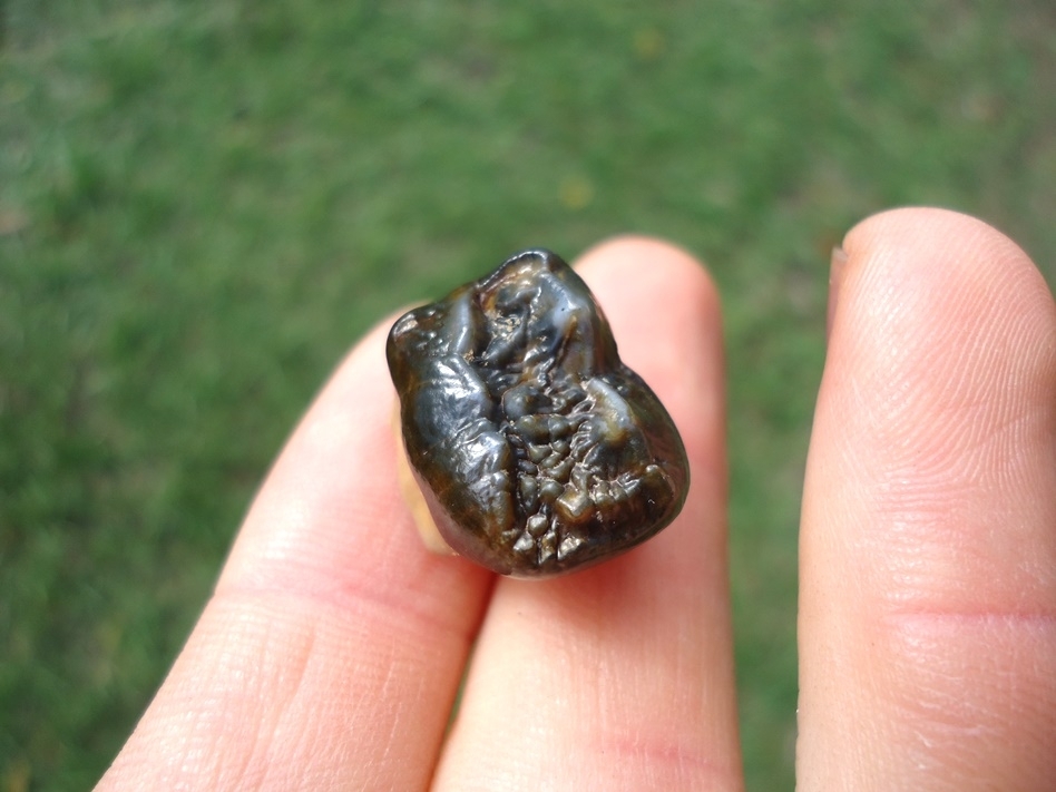 Large image 2 Simply Gorgeous Spectacled Bear Upper Molar