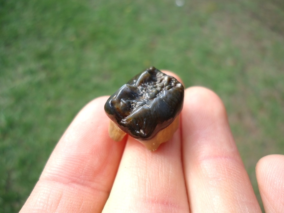 Large image 3 Simply Gorgeous Spectacled Bear Upper Molar