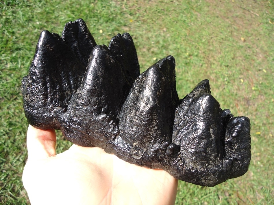 Large image 1 Record Size Museum Quality Five Hump Mastodon Tooth