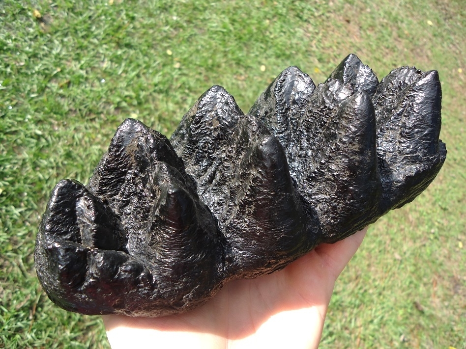 Large image 4 Record Size Museum Quality Five Hump Mastodon Tooth