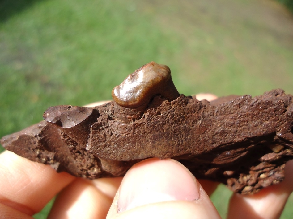 Large image 3 Beyond Rare Undescribed Giant Bear Dog Mandible with One Tooth