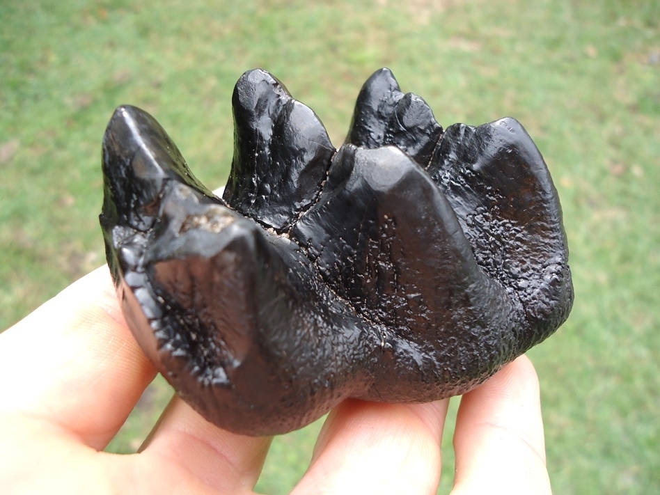 Large image 1 Sweet Jet Black Juvenile Mastodon Tooth