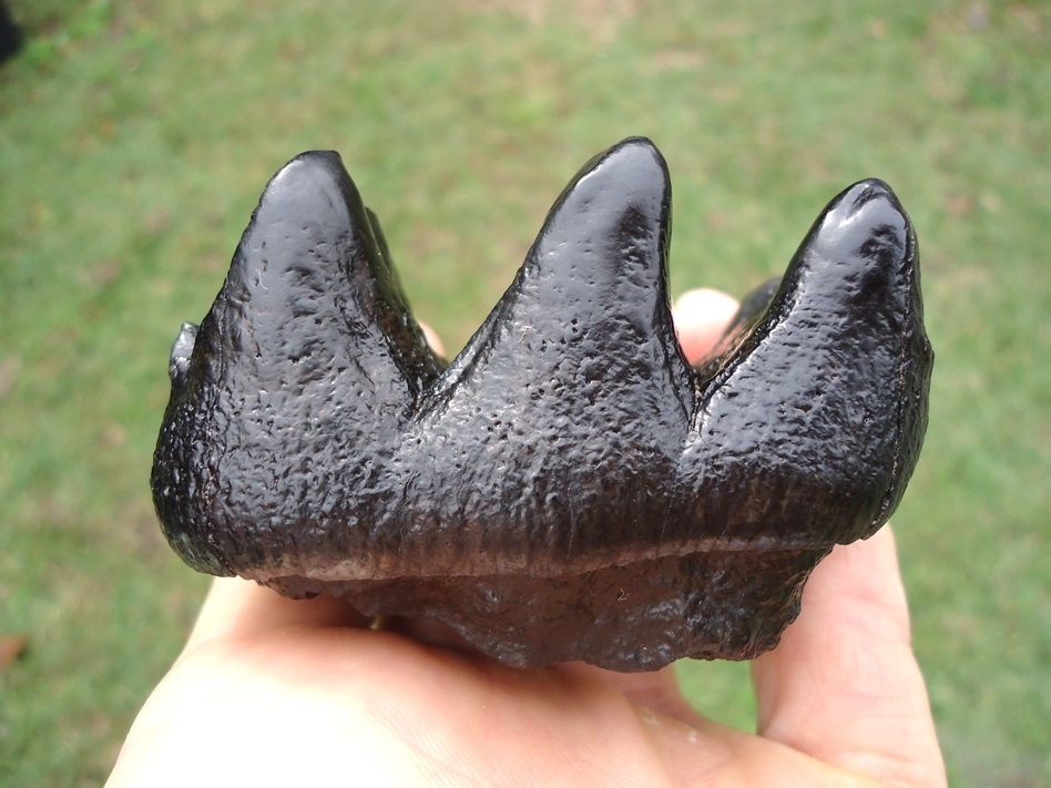 Large image 2 Sweet Jet Black Juvenile Mastodon Tooth