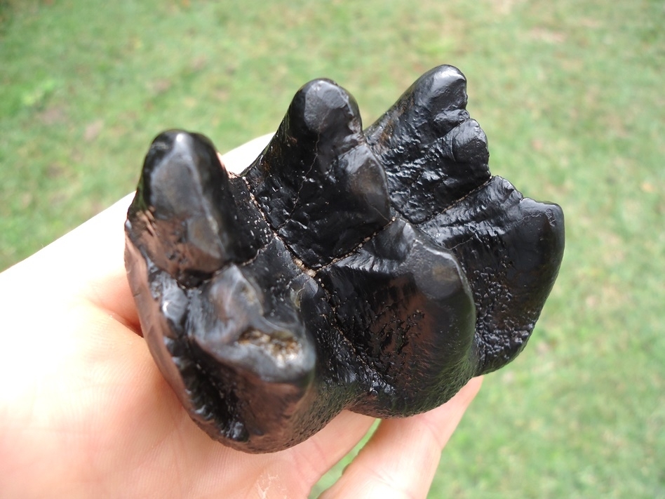 Large image 4 Sweet Jet Black Juvenile Mastodon Tooth