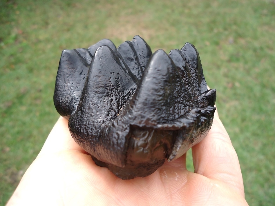 Large image 5 Sweet Jet Black Juvenile Mastodon Tooth