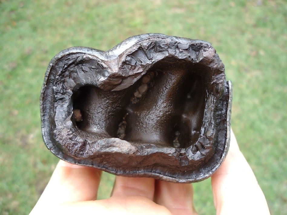 Large image 6 Sweet Jet Black Juvenile Mastodon Tooth