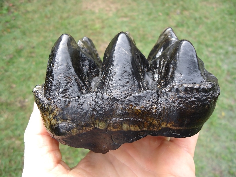 Large image 1 Extra Large High Quality Mastodon Three Hump Tooth