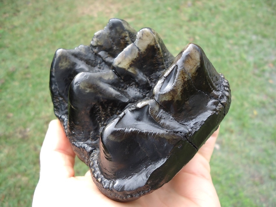 Large image 4 Extra Large High Quality Mastodon Three Hump Tooth