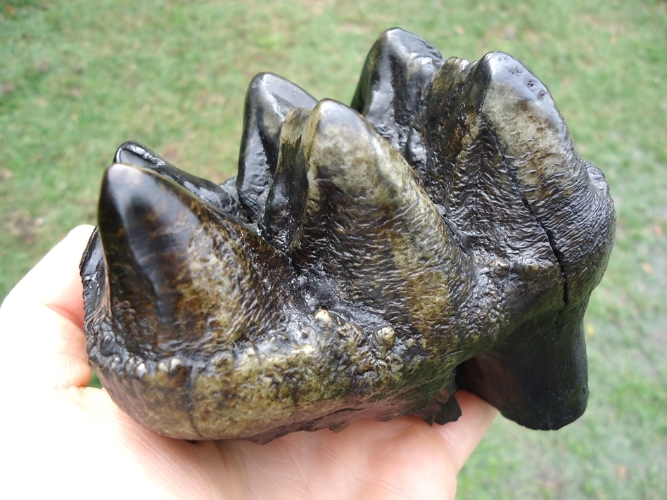 Large image 5 Extra Large High Quality Mastodon Three Hump Tooth