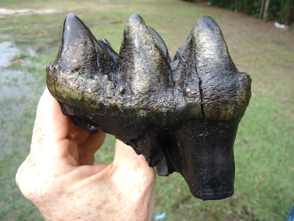 Large image 6 Extra Large High Quality Mastodon Three Hump Tooth