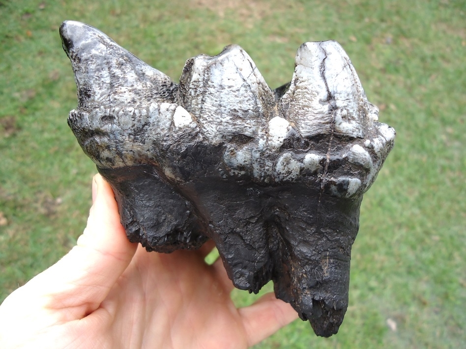Large image 1 Awesome Rooted Silver Three Hump Mastodon Tooth