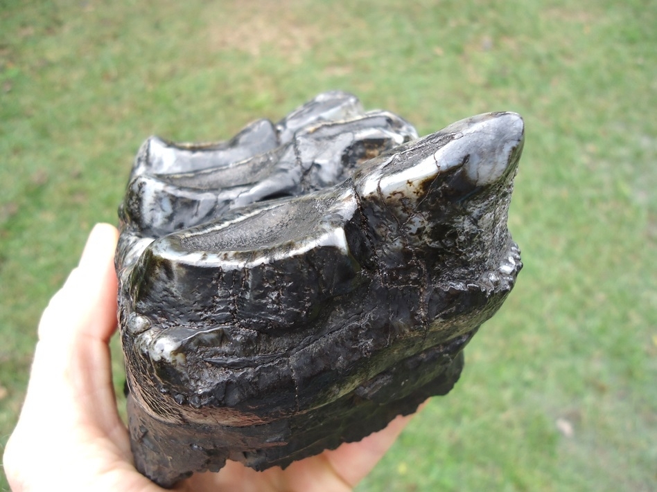 Large image 5 Awesome Rooted Silver Three Hump Mastodon Tooth