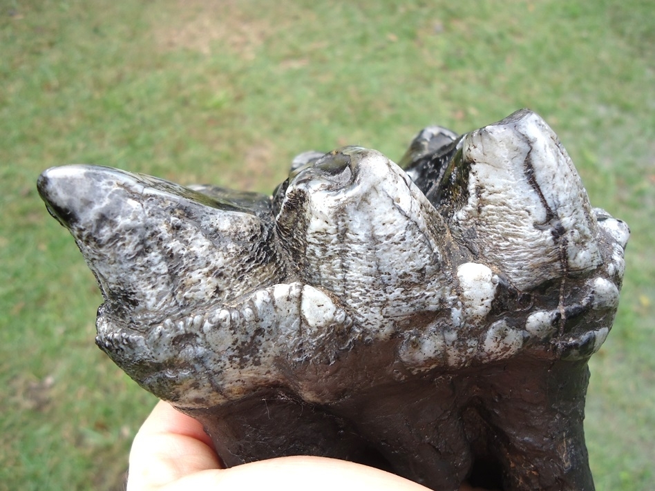 Large image 6 Awesome Rooted Silver Three Hump Mastodon Tooth